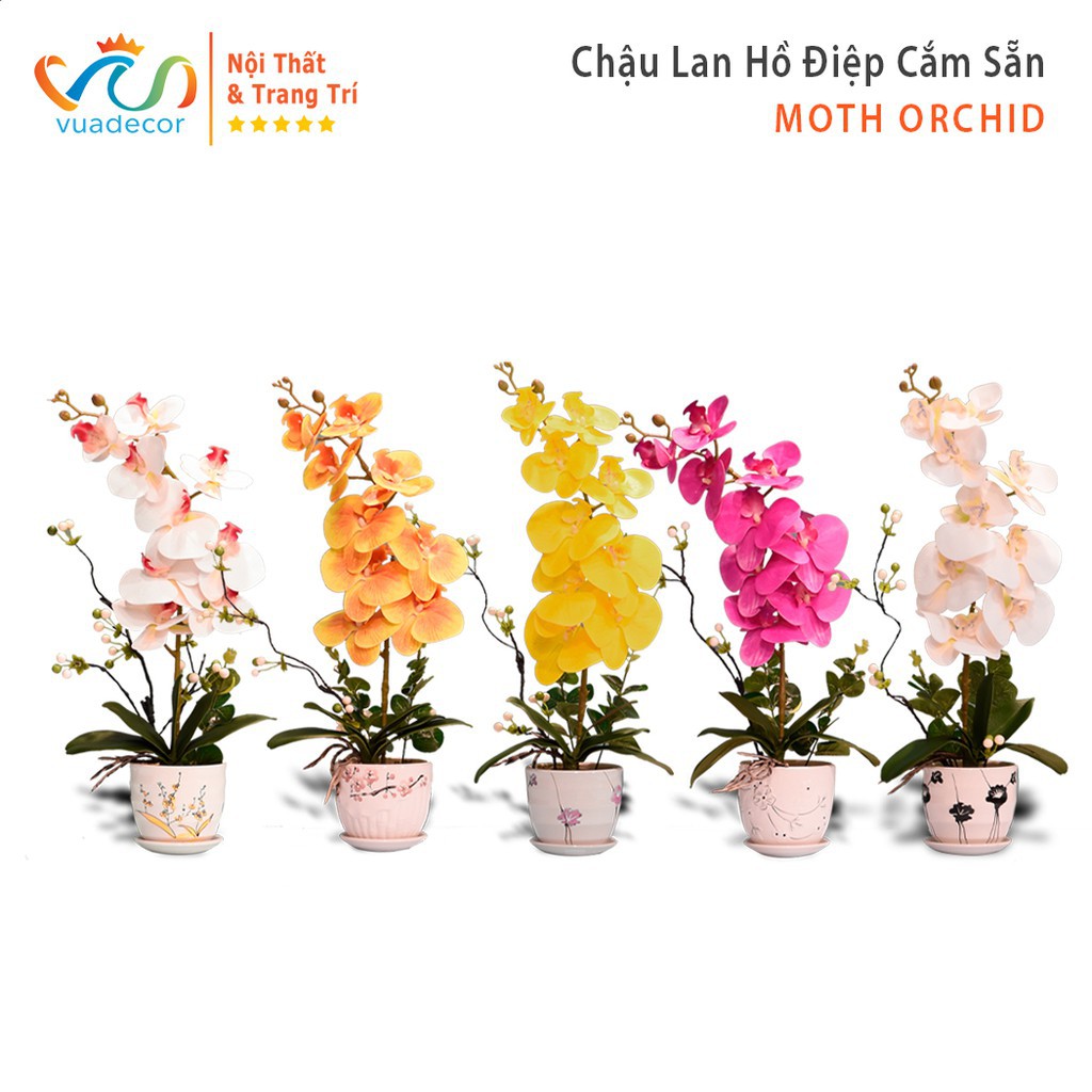 [SALE SỐC] Chậu Hoa Lan Hồ Điệp Cắm Sẵn VUADECOR Hồng - Trắng - Trắng Hồng - Vàng - Vàng Cam [Freeship 10k]