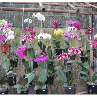 Móc Kẽm Treo Chậu Hoa Lan, Cây Cảnh 80cm