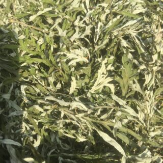 Lá ngải cứu khô 500g