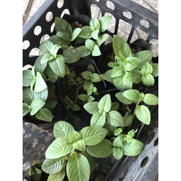 Rau xá xị , rau thơm mùi xá xị