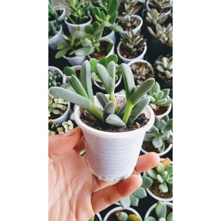 Sen đá tim lá dài