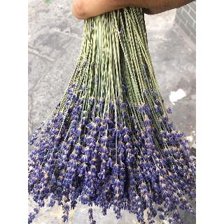Hoa Lavender Pháp 150 nhành
