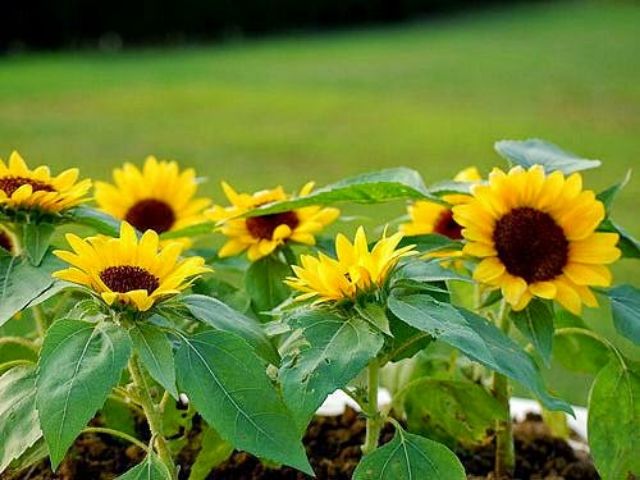 Hạt Giống Hướng Dương Lùn Vàng