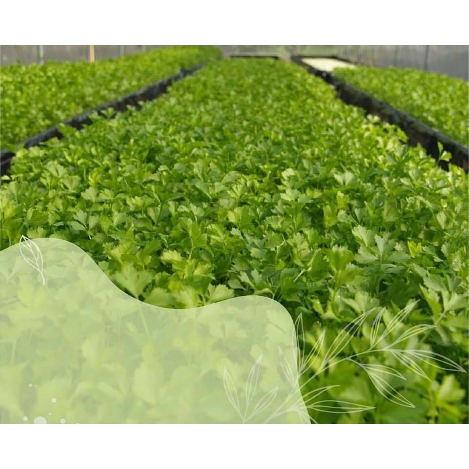 Bột cần tây sấy lạnh hộp 500g nguyên chất giúp giảm cân, đẹp da,đẹp dáng