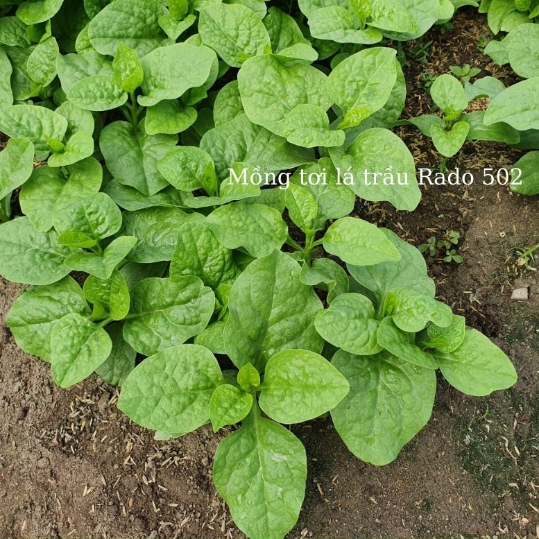 Hạt Giống Mồng Tơi Lá Trầu (RADO502) 20gr