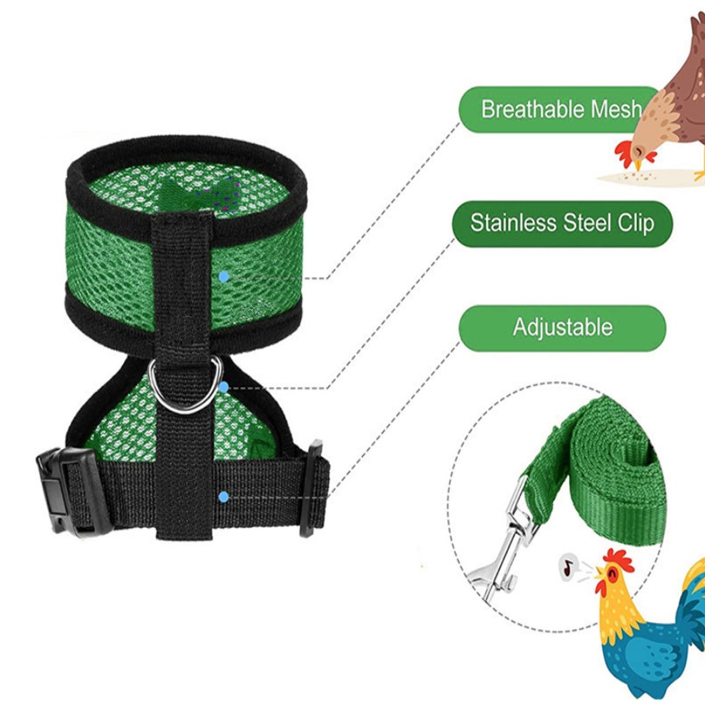 Dây Đai Dắt Gà Đi Dạo Tiện Lợi