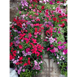 Hạt Giống Hoa Cẩm Chướng Đơn