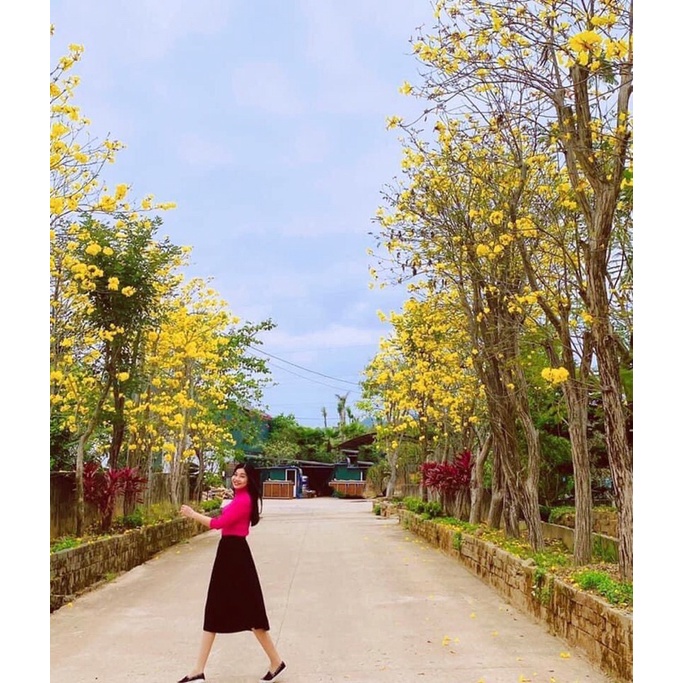 Cây phong linh vàng