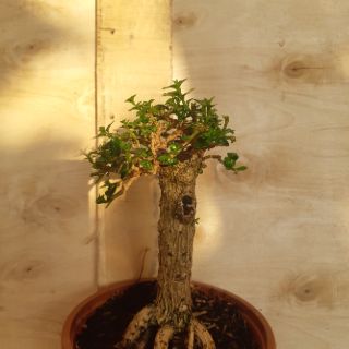 Sam hương mini