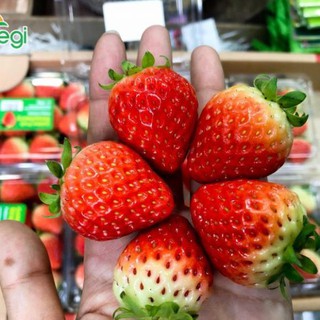 Hạt giống dâu tây hàn quốc 50 hạt