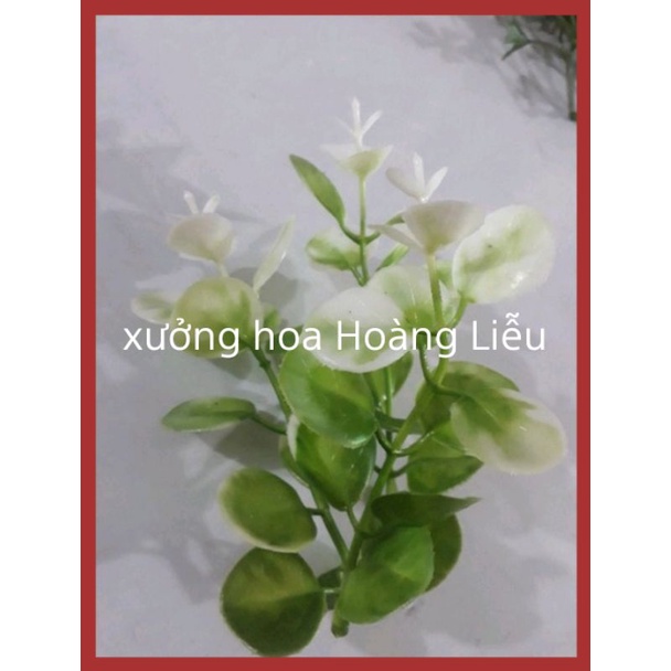 Combo 100gr Cỏ Điểm Cân, cỏ điểm trang trí.