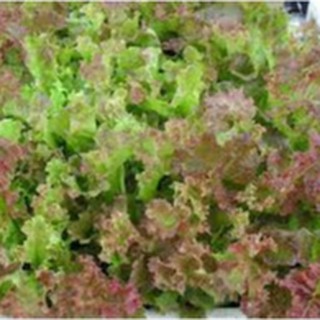 2gram HẠT GIỐNG XÀ LÁCH TÍM DỄ TRỒNG