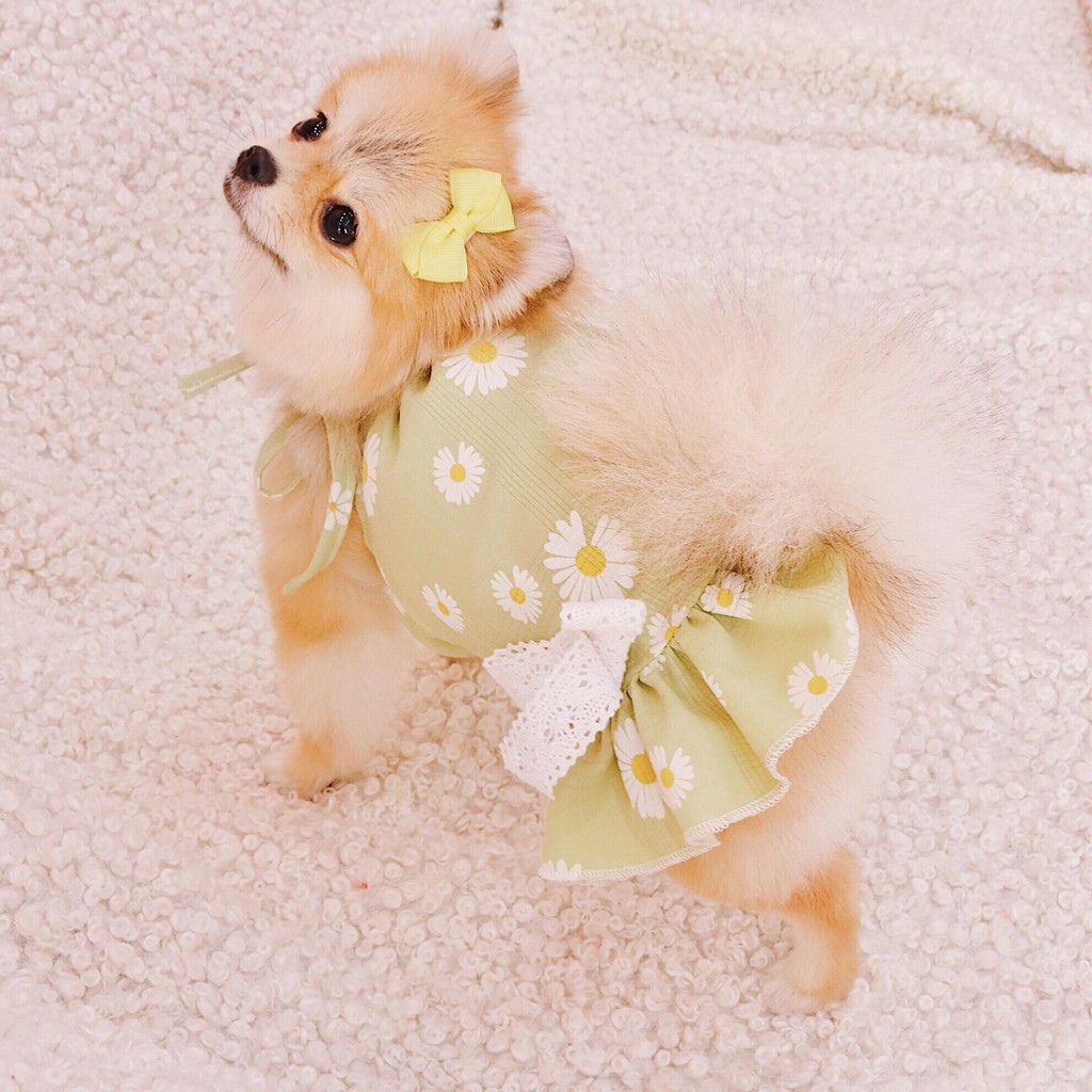 Đầm yếm thiết kế cho chó mèo