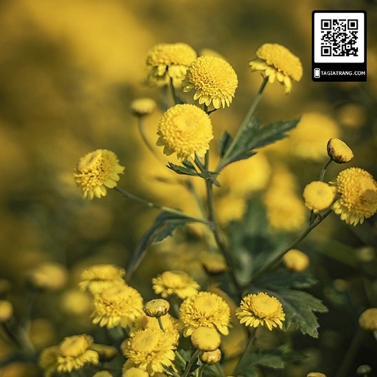 hạt giống hoa CÚC VÀNG MINI, Coreopsis Plains Cao,  màu vàng tươi với tâm màu đỏ.