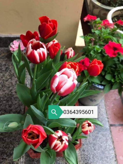 Combo 5 củ hoa tulip các màu, tặng kèm chống nấm