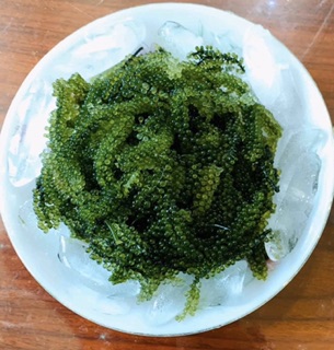 Rong nho biển