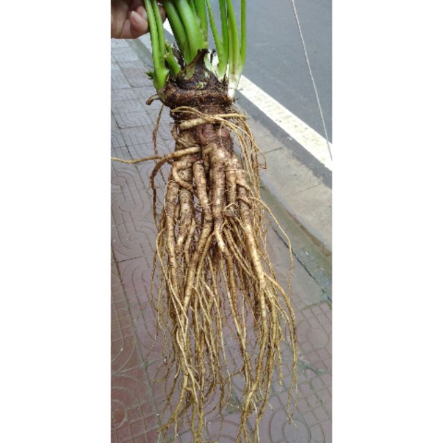 1kg Củ Sâm Đá Rừng Tây Bắc