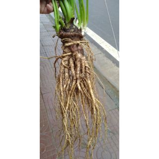 1kg Củ Sâm Đá Rừng Tây Bắc