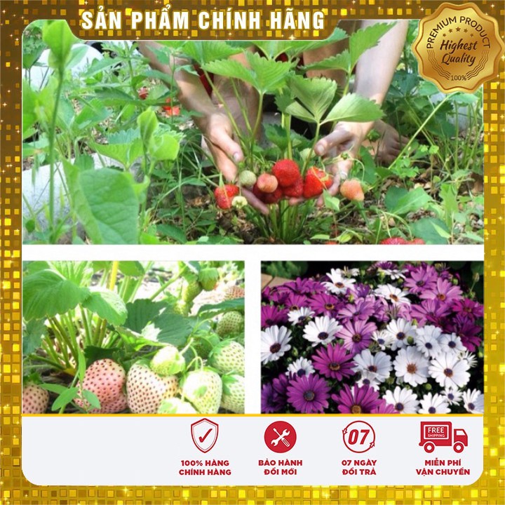 -31k Combo hạt giống dâu tây + cúc châu phi