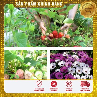-31k Combo hạt giống dâu tây + cúc châu phi