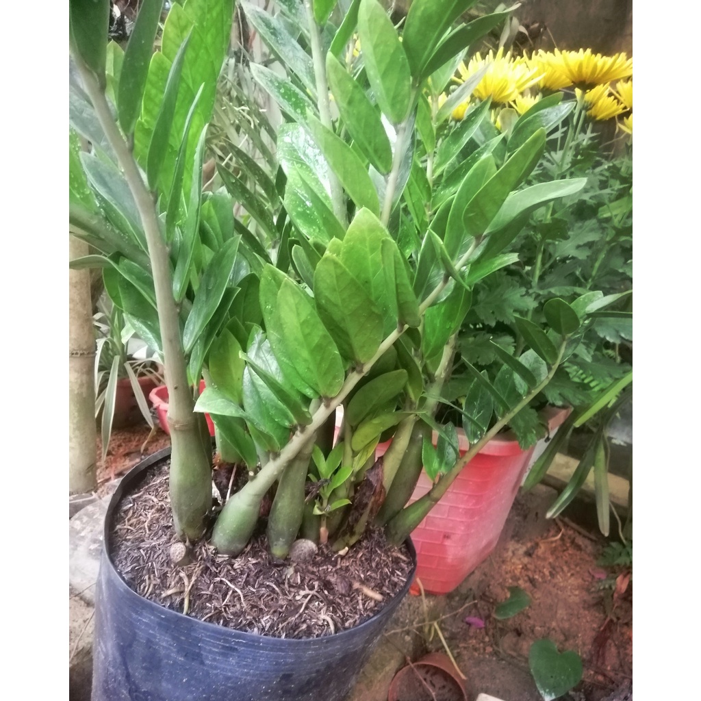 Cây Kim Tiền - Kim Phát Tài