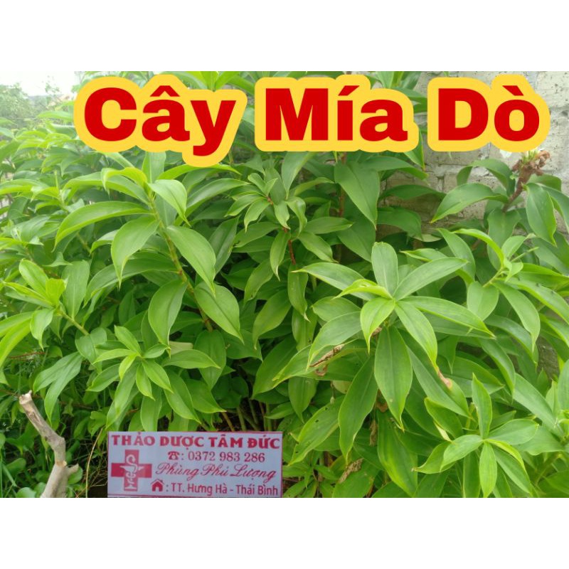 1 Nhánh Mía Dò  Về Trồng