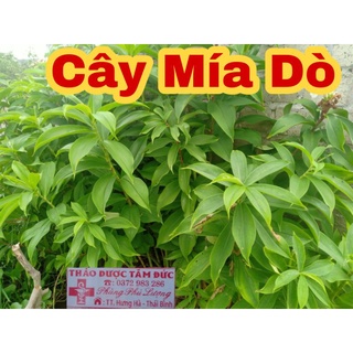 1 nhánh mía dò về trồng