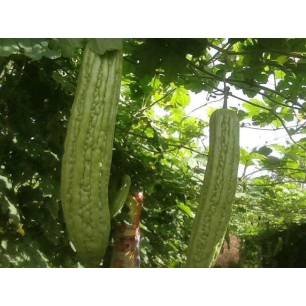 [Big Sale] Hạt giống mướp đắng khổng lồ