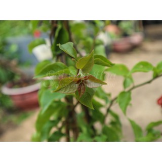 Cây Bông Giấy Hoa Đỏ