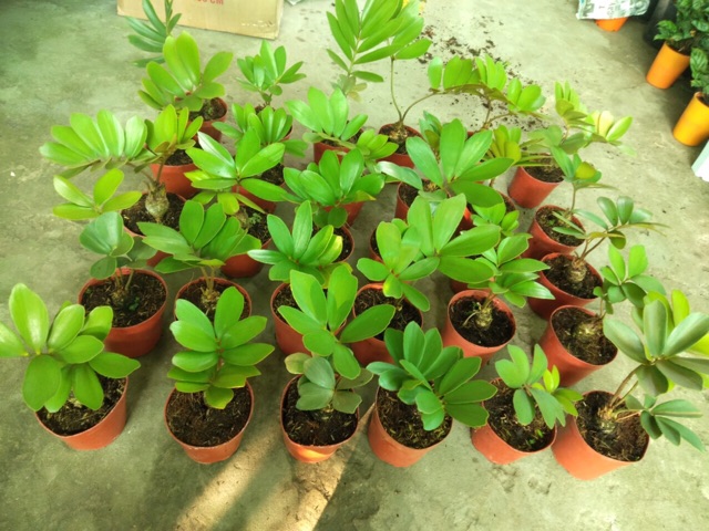 THIÊN TUẾ MÊXICO