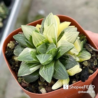 Sen đá Haworthia Restusa var nhiều đầu.