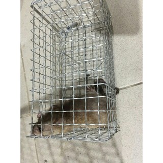 Bẫy chuột khoen gài thông minh nhỏ dài 19 cm