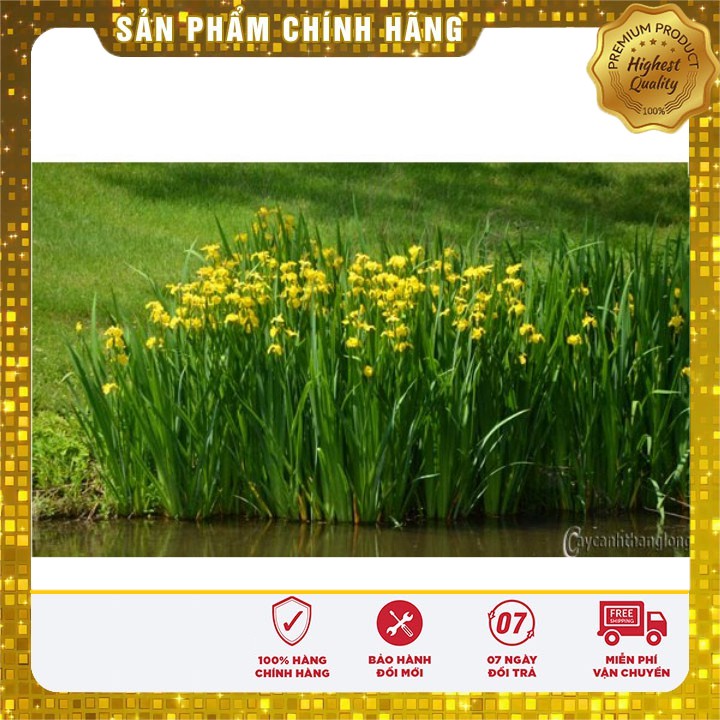 Hạt giống hoa Diên vĩ Vàng (Iris Vàng )