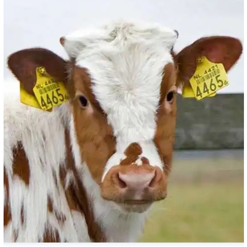 100pcs thẻ đeo tai bằng TPU cho bò, heo , dê, ngựa và chăn nuôi