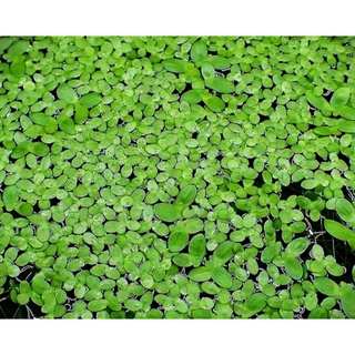 bèo tấm  100g