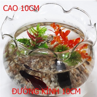 Bể cá mini, hồ cá để bàn - chậu cá thủy tinh hb-4 10x10x10