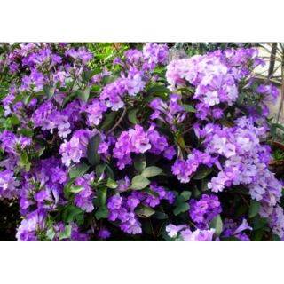 Hoa Ánh Hồng (Lan tỏi)