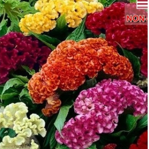 Hạt giống hoa Mào Gà búa mix màu f1-  gói 50 hạt-tặng kèm gói phân bón lót