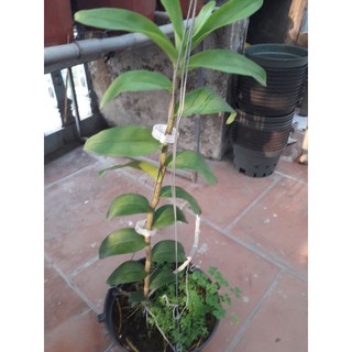 Bán 100 vòng định vị cho lan, cây cảnh. hàng đẹp.