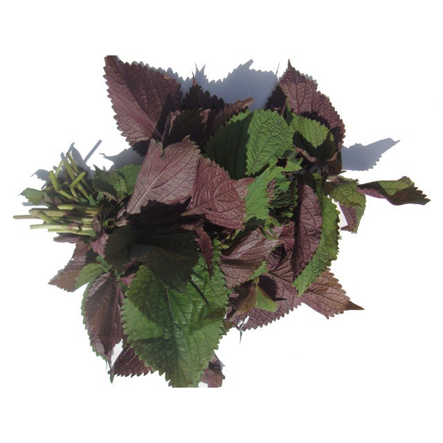 Hạt giống tía tô F1 loại dễ trồng kháng sâu bệnh năng suất cao [ gói 50gram,100gram,200gram ]