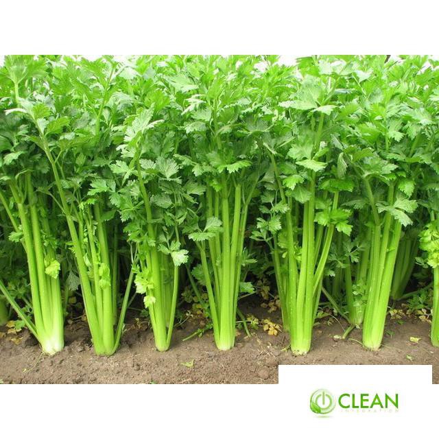 Hạt giống Cần tây