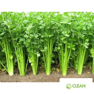 Hạt giống Cần tây