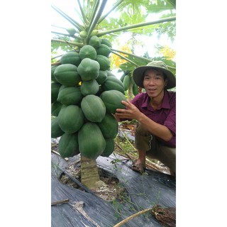 Hạt Giống Đu Đủ Lùn