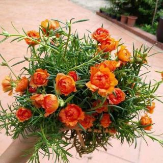 Hoa 10h 10 màu_ mười giờ tp.hcm