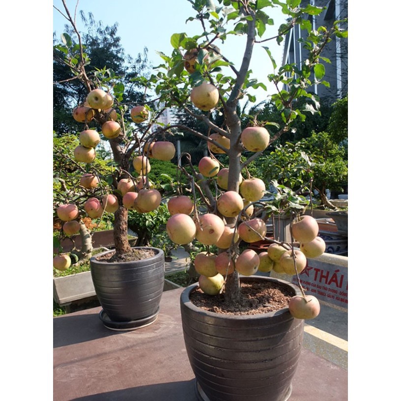 Bán COMBO 6 gói hạt giống táo đỏ lùn LUCKY TẶNG 1 phân bón hàng chuẩn