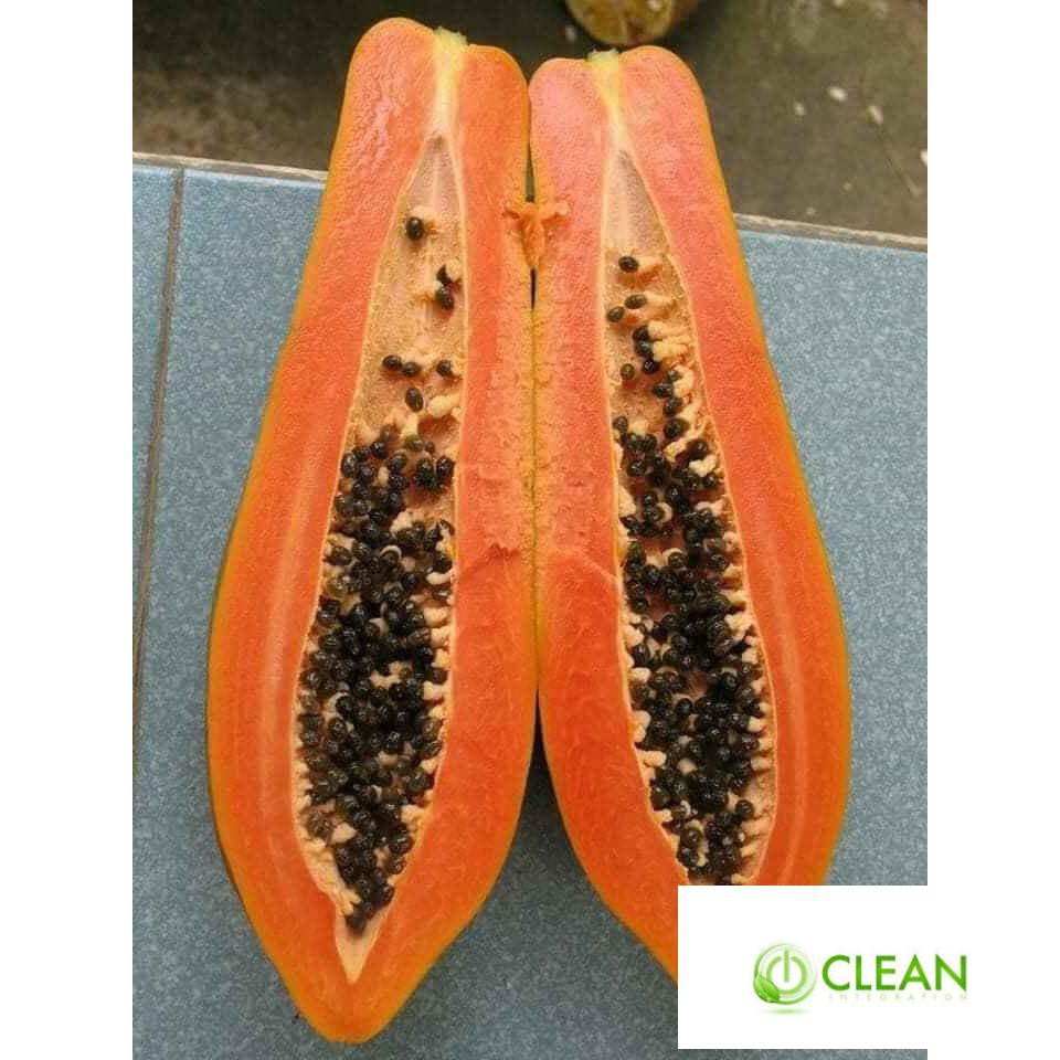 Gói 20 / 50 / 100 Hạt giống Đu đủ Punket Quả dài (Thái Lan)