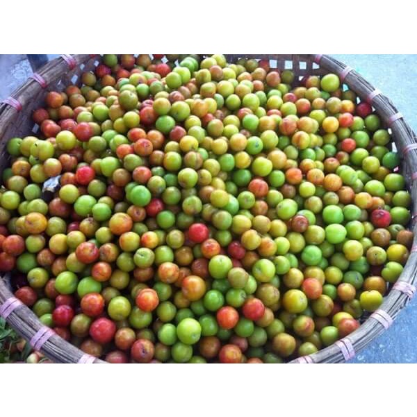Mận Róc Hạt  Sơn La giòn ngon ngọt - Giao Hỏa Tốc
