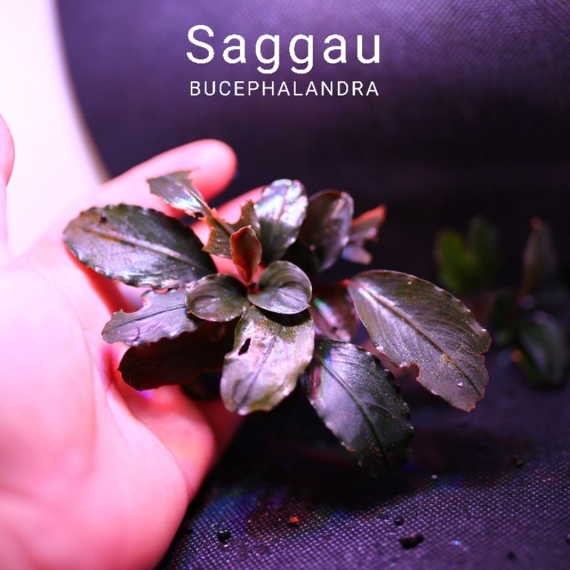 Bucep Sanggau | Cây thủy sinh lá siêu đỏ | Hàng ngọn | lá cạn