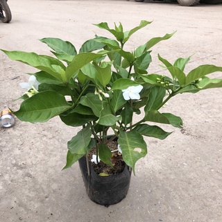 Cây nhài Tây / Ngọc bút
