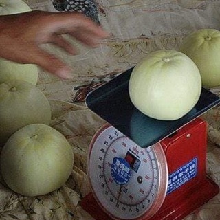 Hạt giống dưa lê trắng siêu ngọt